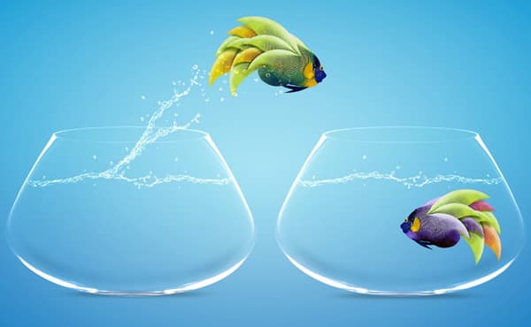Angelfish jumping from one fishbowl to another. Angelfish jumping from one fishbowl to another.