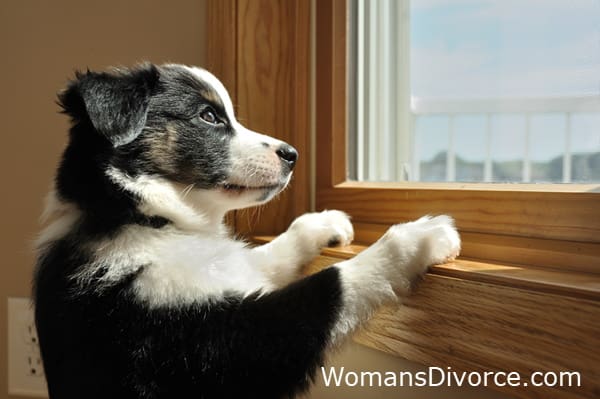 Australian Shepard puppy watching at window