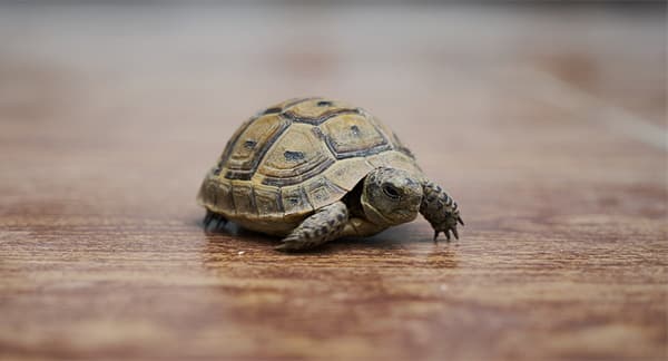 Image of slow-moving turtle implying a divorce can take a while.