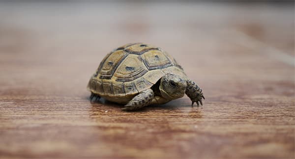 Image of slow-moving turtle implying a divorce can take a while. Image of slow-moving turtle implying a divorce can take a while.