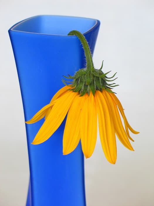 Wilted flower in a vase symbolizing the effects of psychological emotional abuse Wilted yellow flower in blue vase